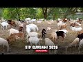 Eid Qurbani 2025