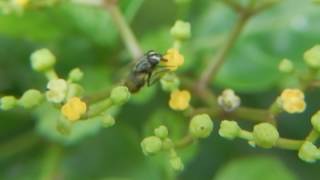 蒼蠅(家蠅)舔食花蜜 A House fly drinking nectar from flowers.