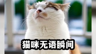 盘点猫咪的无语时刻！猫  我真是无语到家了！怎么会有这种人#猫咪