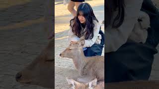 鹿と記念撮影で喜ぶ観光客 Nara Park deer 🦌 in japan