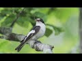 svartvit flugsnappare ficedula hypoleuca european pied flycatcher