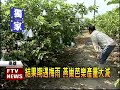 燕巢缺芭樂 剩不到1成－民視新聞