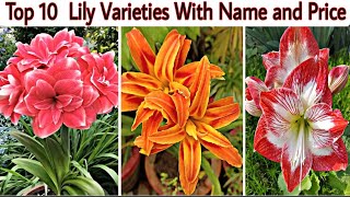 सबसे ज्यादा खूबसूरत दिखने वाले फूलो के पौधे/Top 10 Lily Varieties With Name \u0026 Price/Flowering Plants