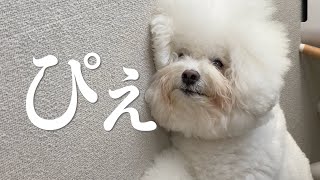 【目に異常発生】病院に連れてきたら診察台で暴れ回って嗚咽する愛犬