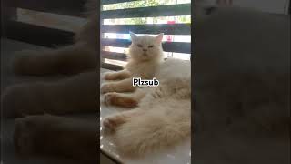 നിങ്ങളുടെ പൂച്ച തുറിച്ചു നോക്കാറുണ്ടോ 😂#catlover #funnyvideos #animalfundub #comadyvideo #trending