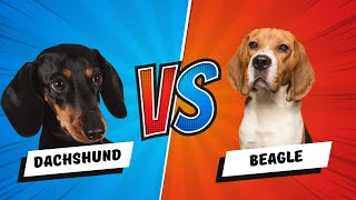 Dachshund vs Beagle: Which Dog is Perfect for You?