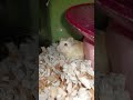 Smallest and cute pets Hamster _ Roborobski Hamster animals (5)