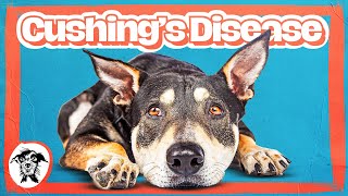 011 - Cracking Cushing’s: Signs, Symptoms, and Solutions w/ Dr. Amy Oberstadt (Part 1)
