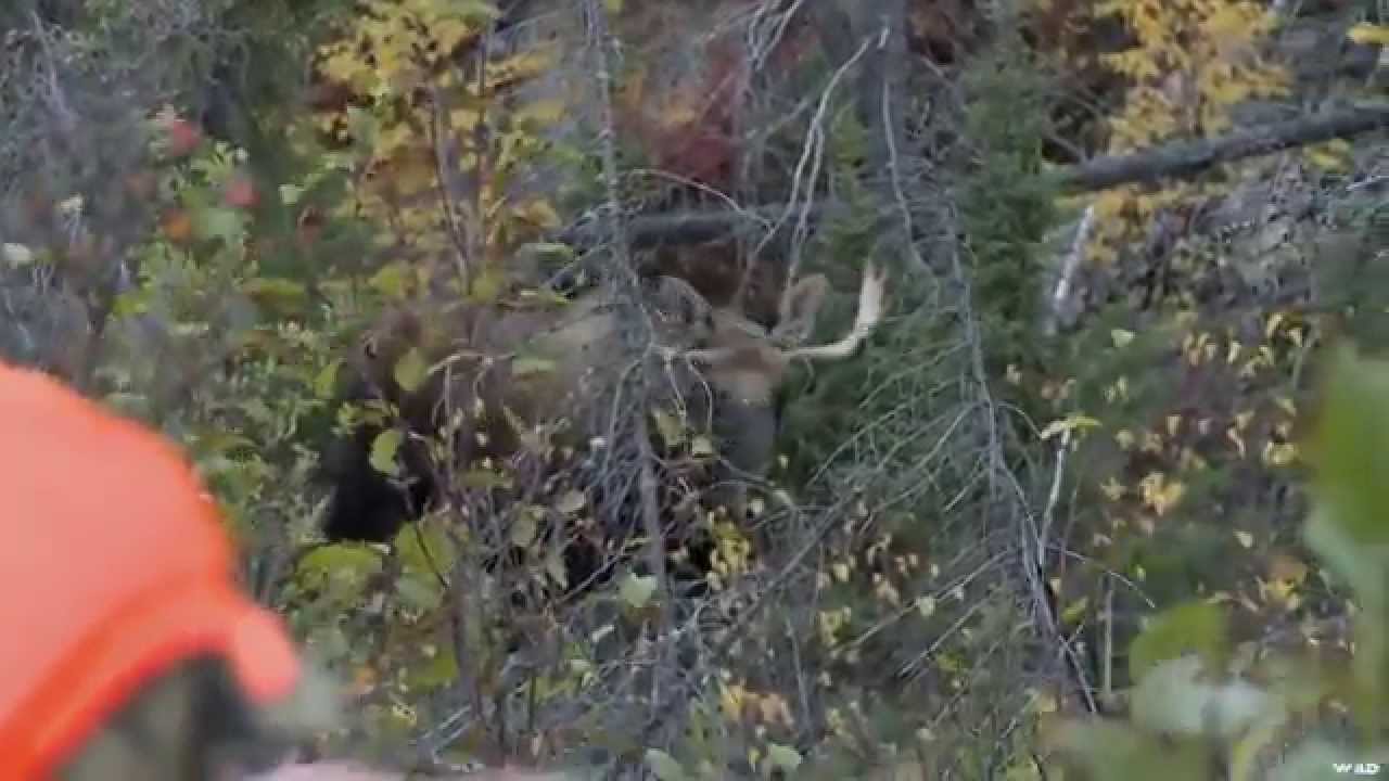 Hunting Moose In Northern Manitoba - YouTube