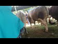 juara kontes sapi di plosoklaten kediri