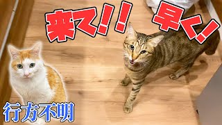 行方不明になった弟を助けようと飼い主を呼び続ける兄猫