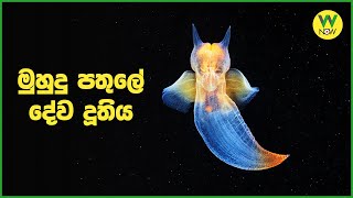 මුහුදු පතුලේ දේව දූතිය