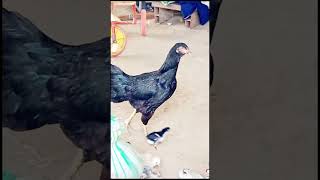 ஐயோ போச்சே #comedy #trending #funny#chicken  #kozhi_koothugal 🤣🤣