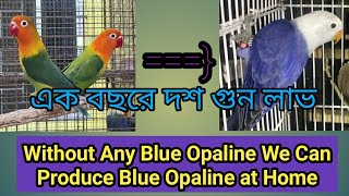 Without any blue opaline we can produce blue opaline at home.