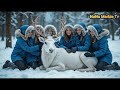 cristiano ronaldo saves injured reindeer covered in honeycomb like holes amazing arctic animal