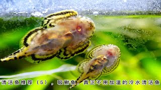 清洁鱼推荐，吸鳅鱼吃什么，吸鳅鱼除藻优缺点