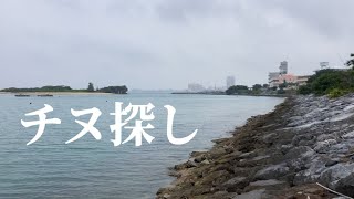 【沖縄釣り】チヌ調査してみたら