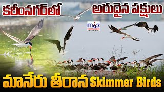 కరీంనగర్ లో అరుదైన పక్షులు | SKIMMER BIRDS | మానేరు తీరాన వలస పక్షులు | Bird Migration | MY3 NEWS |