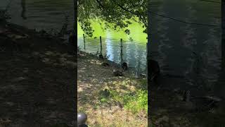 Ducks habitat in Shinobazu Pond, Tokyo #Japan #ducks