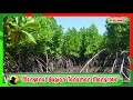 Get to know the parts of the Mangrove Plant @ayoebbapuzi