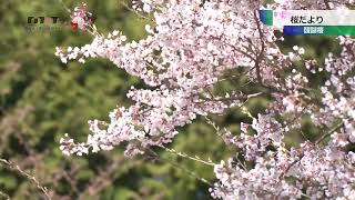 桜だより（醍醐桜）