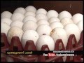 Artificial' Chinese Eggs sales in Kerala , its Fake news Food Safety officials Artificial' Chinese Eggs sales in Kerala , its Fake news Food Safety officials