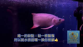 （已出遊）台中Ku龍魚館：「秒殺福利出清」無鑽石眼的勻稱「短身紅龍」25公分～