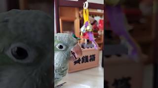 オキナインコ参拝しておみくじひく #shortsfeed