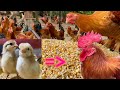 Process of raising capons from 1 day old to 165 days old - Chicken farm