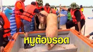 ปล่อยให้ตายไม่ได้! หมูนับพันตัวยังจมน้ำท่วมขอนแก่น สลด จมน้ำตายลอยอืดเกลื่อน