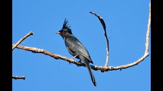 PHAINOPEPLA (Male)