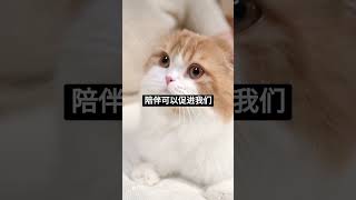 你知道養貓的好處嗎?benefits-of-raising-a-cat #百科 #ai #知識#cat#貓