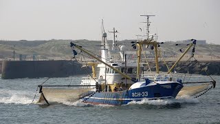 Garnalenkotters inkomend lossen en weer naar zee. Scheveningen 16-9-2020