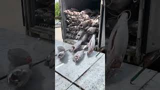 Simple Way Of Unloading Tuna Frozen As Hard As Stone From The Container !