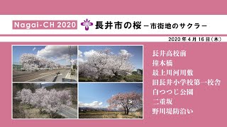 【長井市】長井市の桜～市街地のサクラ～（令和2年4月16日）