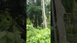 മരം കണ്ടോ🌳#nature #trend #trending #trees #tree #wind #viraltrend #viraltrending #vlog #viralvideo