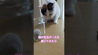 猫の毛玉ボールを置いてみたら持って行かれた！ #shorts #猫#cat#猫のいる暮らし#かわいい#cute#catlover #猫好きさんと繋がりたい #猫動画