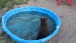 Bruiser Bear's First Swim :)