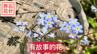 勿忘我 - 可爱的小花，可笑的传说 - forget me not