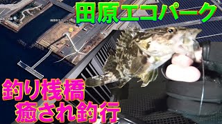 田原エコパーク　釣り桟橋　癒され釣行