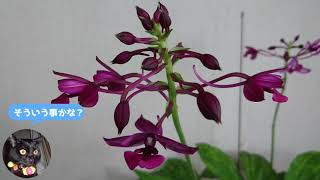 リュウキュウエビネ（Calanthe okinawensis）