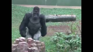 Ah gorilla, why are you sneaking around?