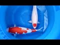 Premium Quality Torazo koi farm Tancho and  Kohaku 65cm