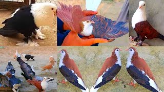 top karbalai kabootar or do rang kaboter shirazi kabootar fancy pigeon