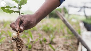 Putting Nature at the Heart of a Green Recovery