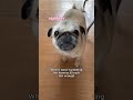 times when my pug gave me ✨sass✨ pug dog funny