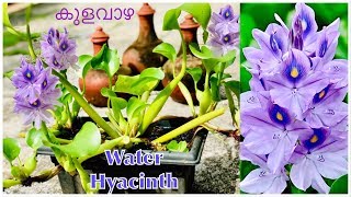 Water Hyacinth  / കുളവാഴ