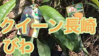 【びわ クイーン長崎】枇杷の苗木を植えました！