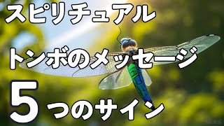 スピリチュアル視点から見るトンボの飛翔！あなたに訪れる幸運の予兆