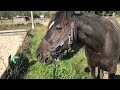 仲良く草タイムするイケメン元競走馬と弟フィヨルドホース　🐴😋🐴😋🌱🌱🌱